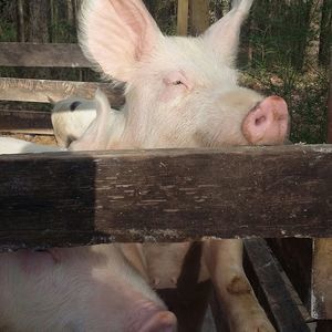 Meet your Posher, Gregory